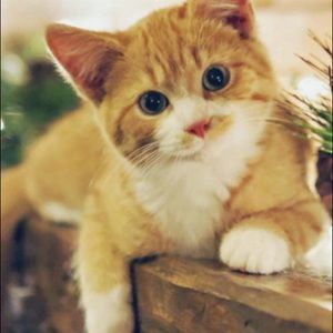 Meet your Posher, Rhys